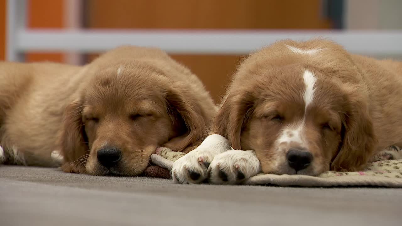 36 dogs rescued from unlicensed breeder in Cass County — Maplewood Community news
